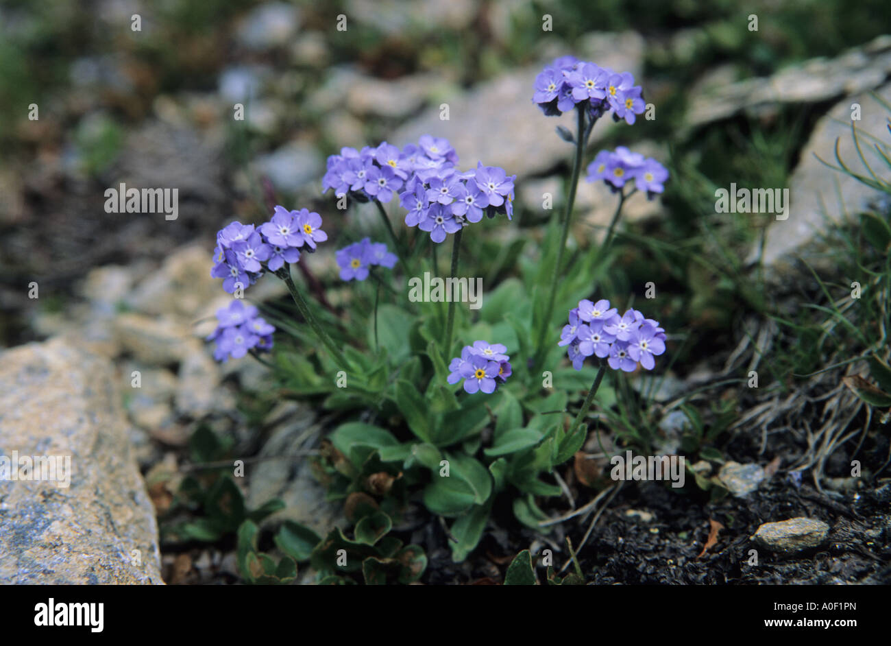 Alpine Forget me not Myosotis alpestris alpes Suisse Banque D'Images