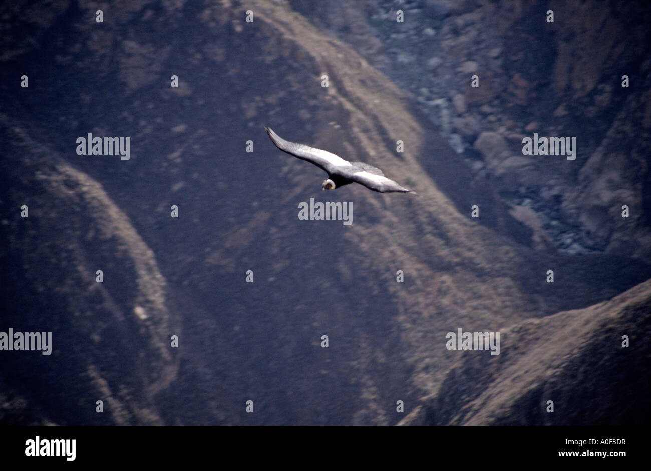 Le sud de l'AMÉRIQUE DU SUD PÉROU AREQUIPA PROVINCE UN CONDOR planeur au-dessus du canyon de Colca Banque D'Images