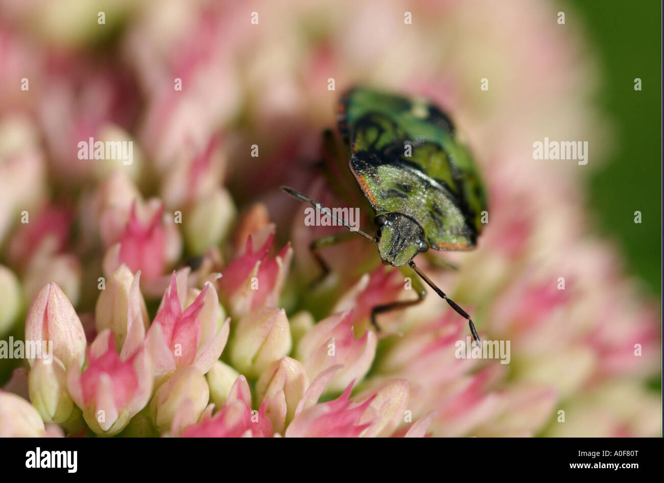 Green Shield bug sur les fleurs, l'insecte est un ravageur des fruits et légumes Banque D'Images