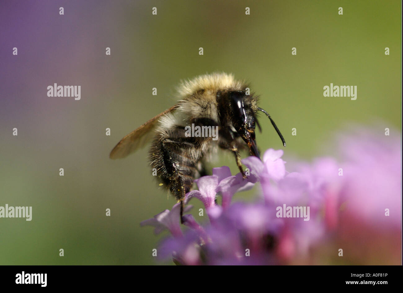 Libre de l'alimentation de l'abeille sur fleur de recueillir le nectar. Banque D'Images
