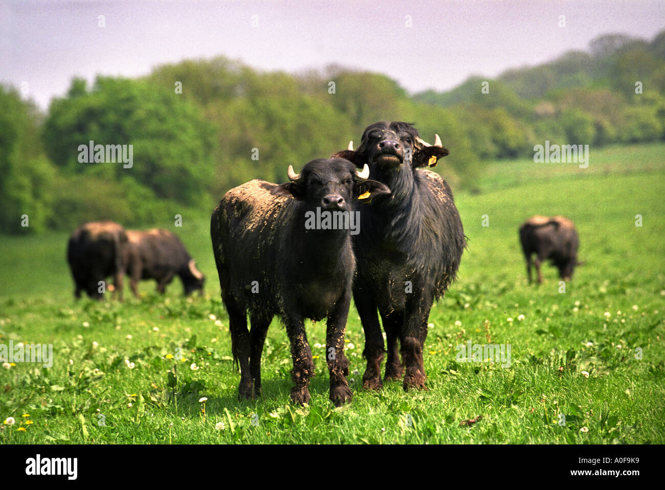 RE FRANCES WOOD BUFFALO UN AGRICULTEUR DU WEST SOMERSET UK CRANMORE Banque D'Images