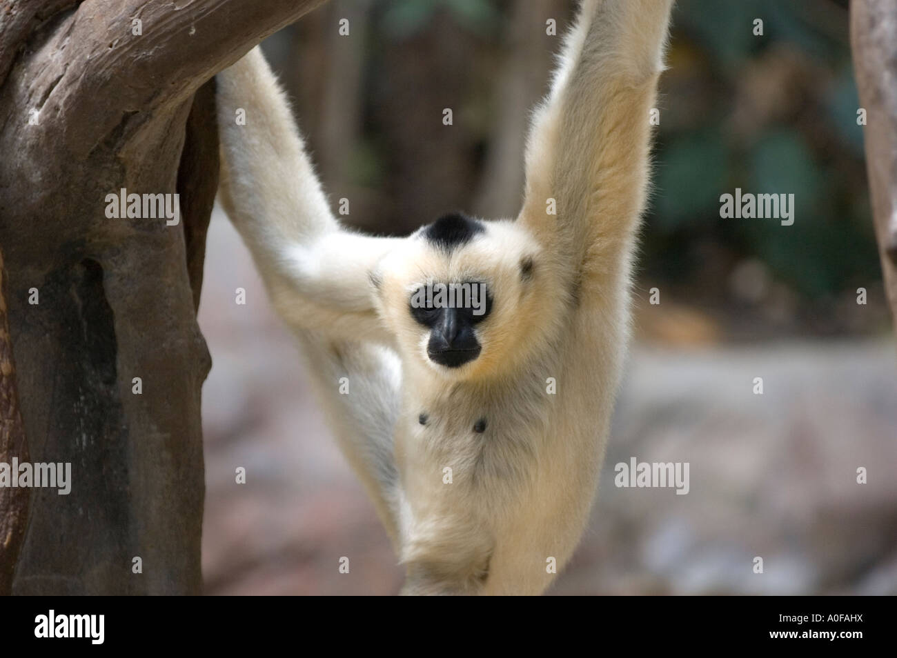 Femelle adulte Gibbon à joues blanches suspendues à un arbre Banque D'Images