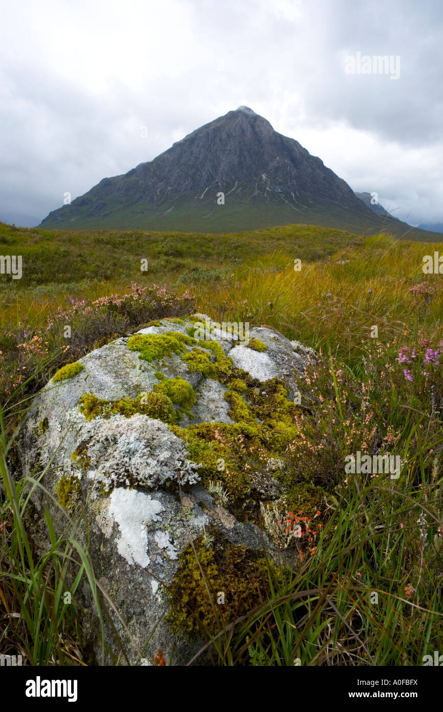 Buchaille Etive Mor avec Heather et lichen Cladonia bellidiflora Banque D'Images
