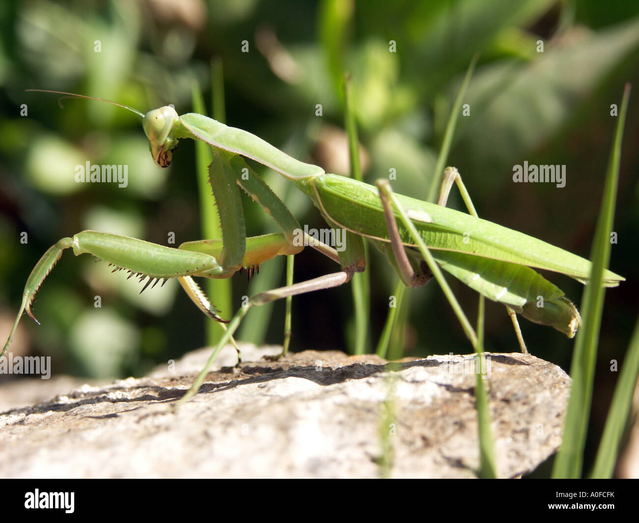 La mante religieuse (Sphodromantis viridis) Espagne le rock Mante religieuse mante Sphodromantis viridis wild wild animal invertébré Banque D'Images