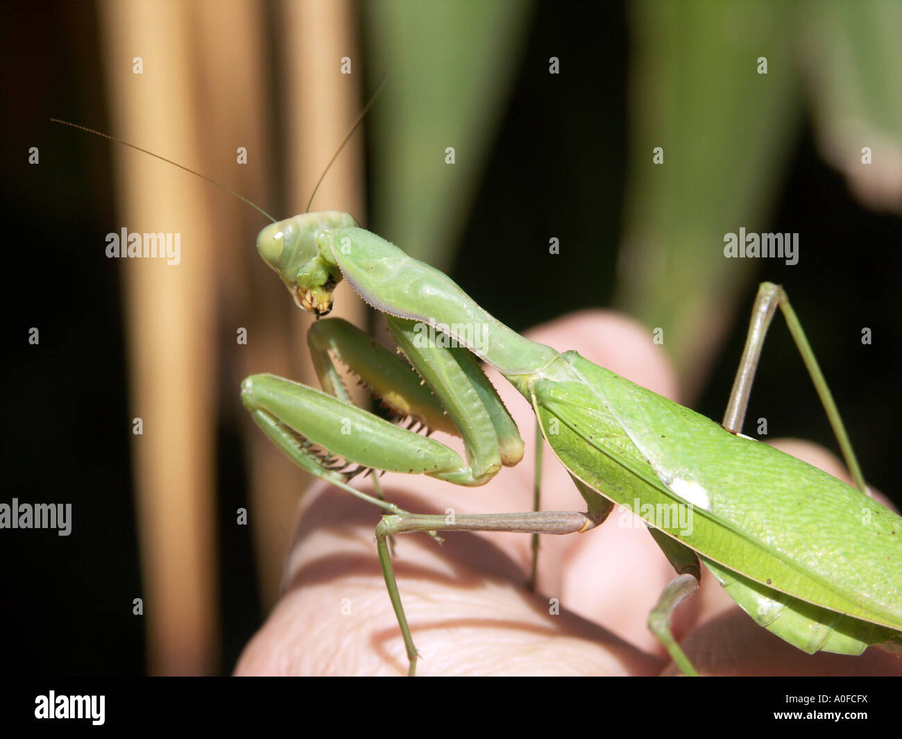 La mante religieuse (Sphodromantis viridis) Espagne mante Sphodromantis viridis animal invertébré de la faune sauvage Novembre bug vert Banque D'Images