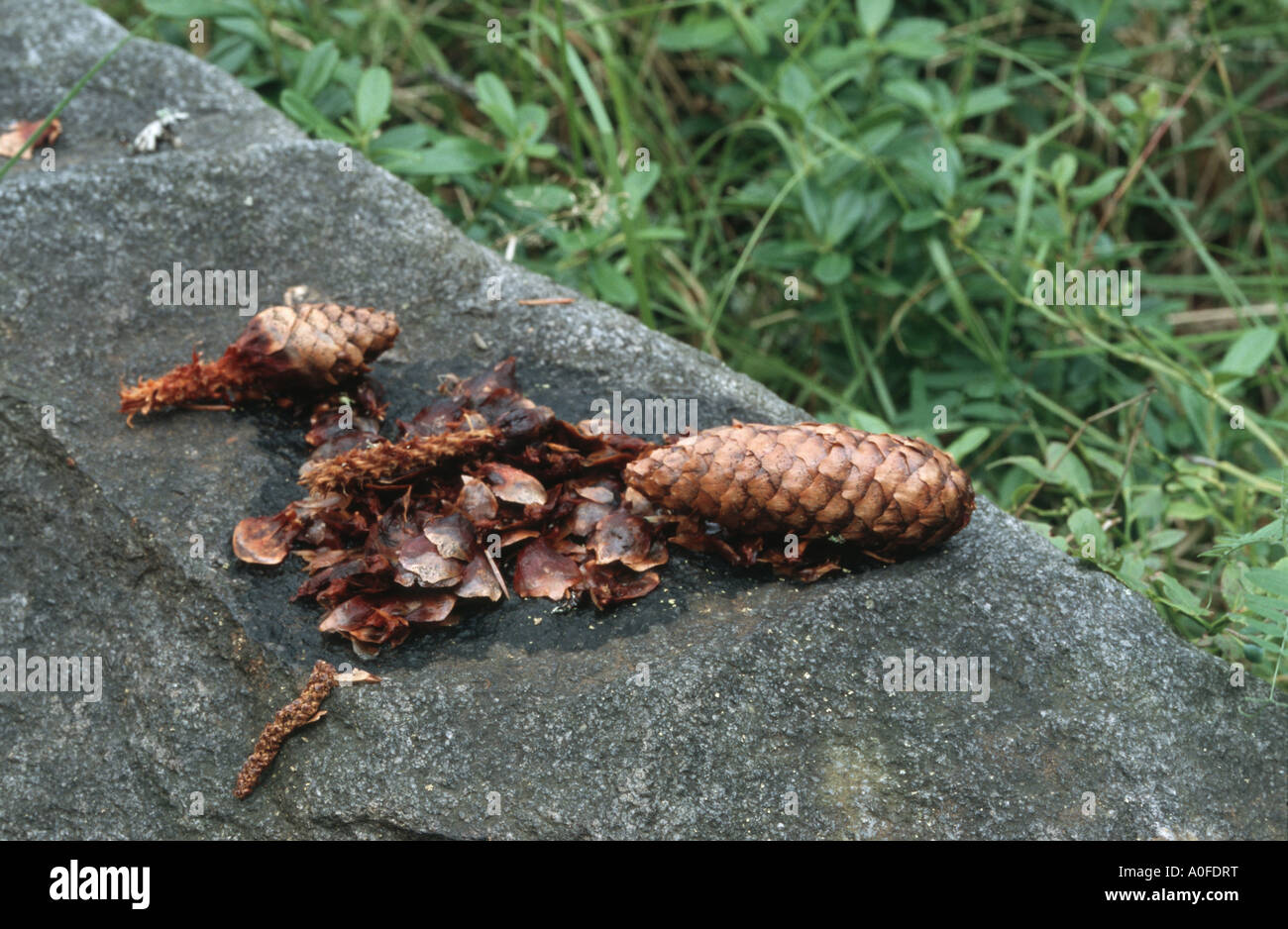 L'écureuil roux européen eurasien, l'écureuil roux (Sciurus vulgaris), des cônes de conifères frettées Banque D'Images