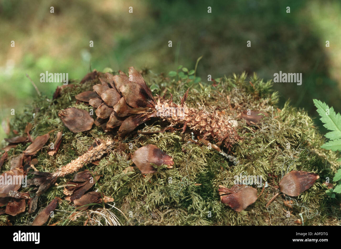 L'écureuil roux européen eurasien, l'écureuil roux (Sciurus vulgaris), des cônes de conifères frettées Banque D'Images