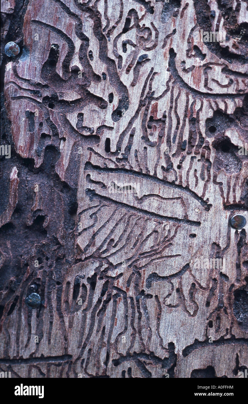 Graveur, graveur européen commun, de l'épinette avec six-dentated (scolyte Ips typographus und Pitogenes chal Banque D'Images