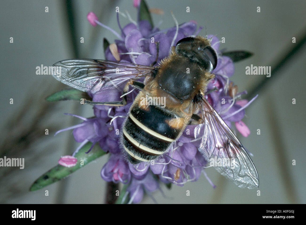 Drone moindre fly (Eristalis arbustorum), imago Banque D'Images