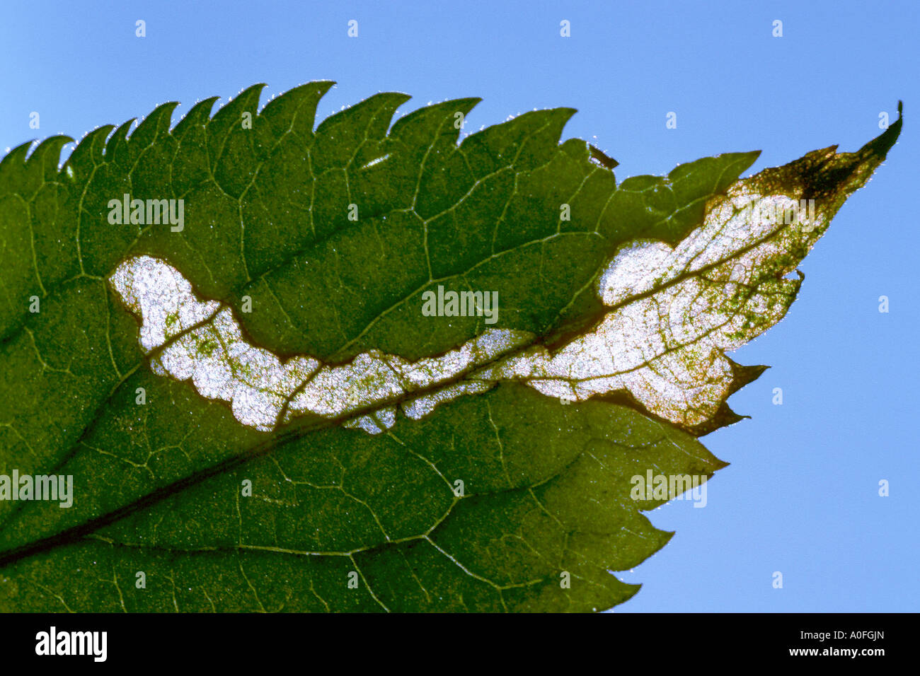 La mouche mineuse (Liriomyza amoena), Burrows sur une feuille de sureau Banque D'Images