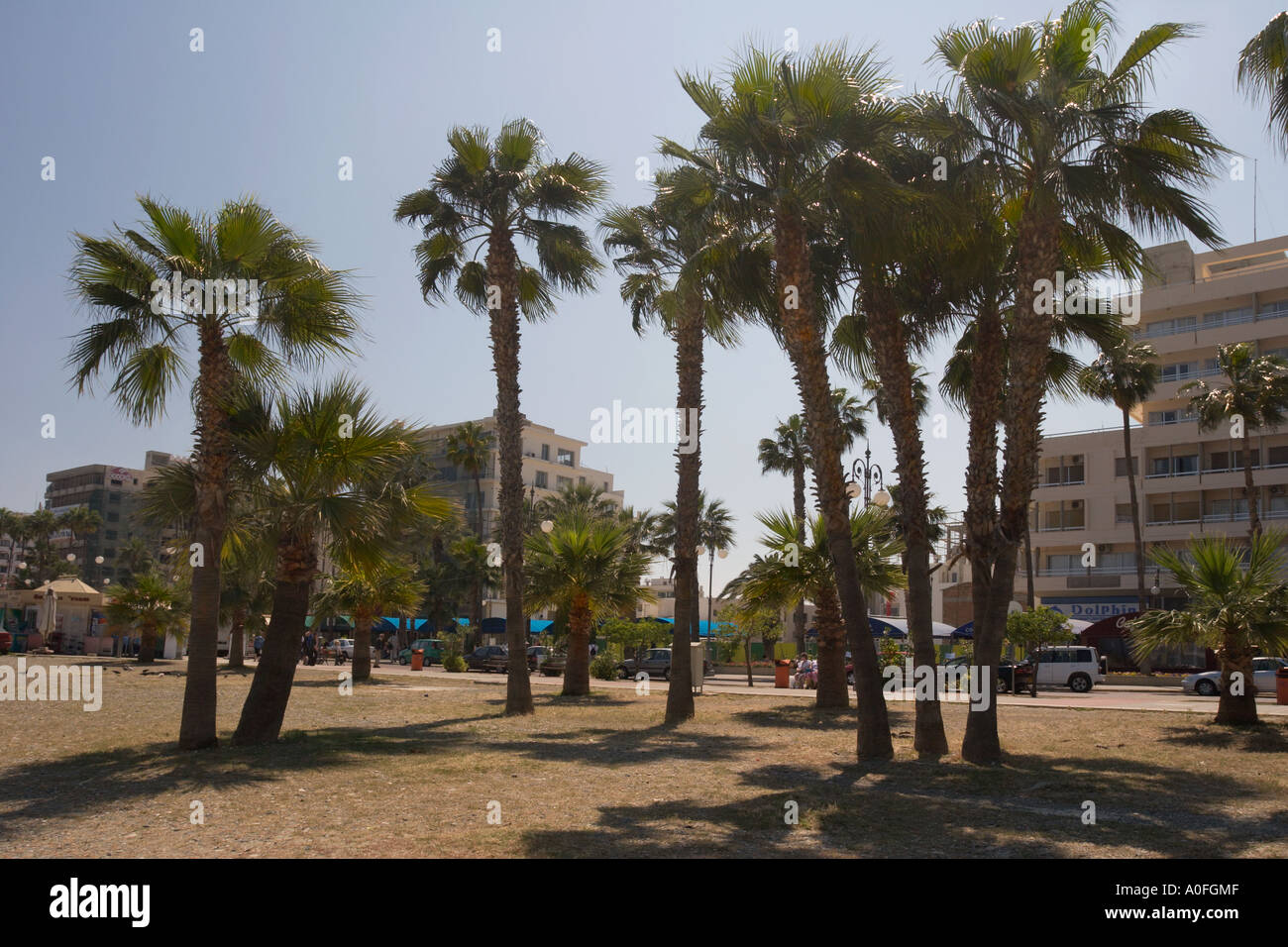 De plus en plus des palmiers sur la plage de Larnaca Banque D'Images