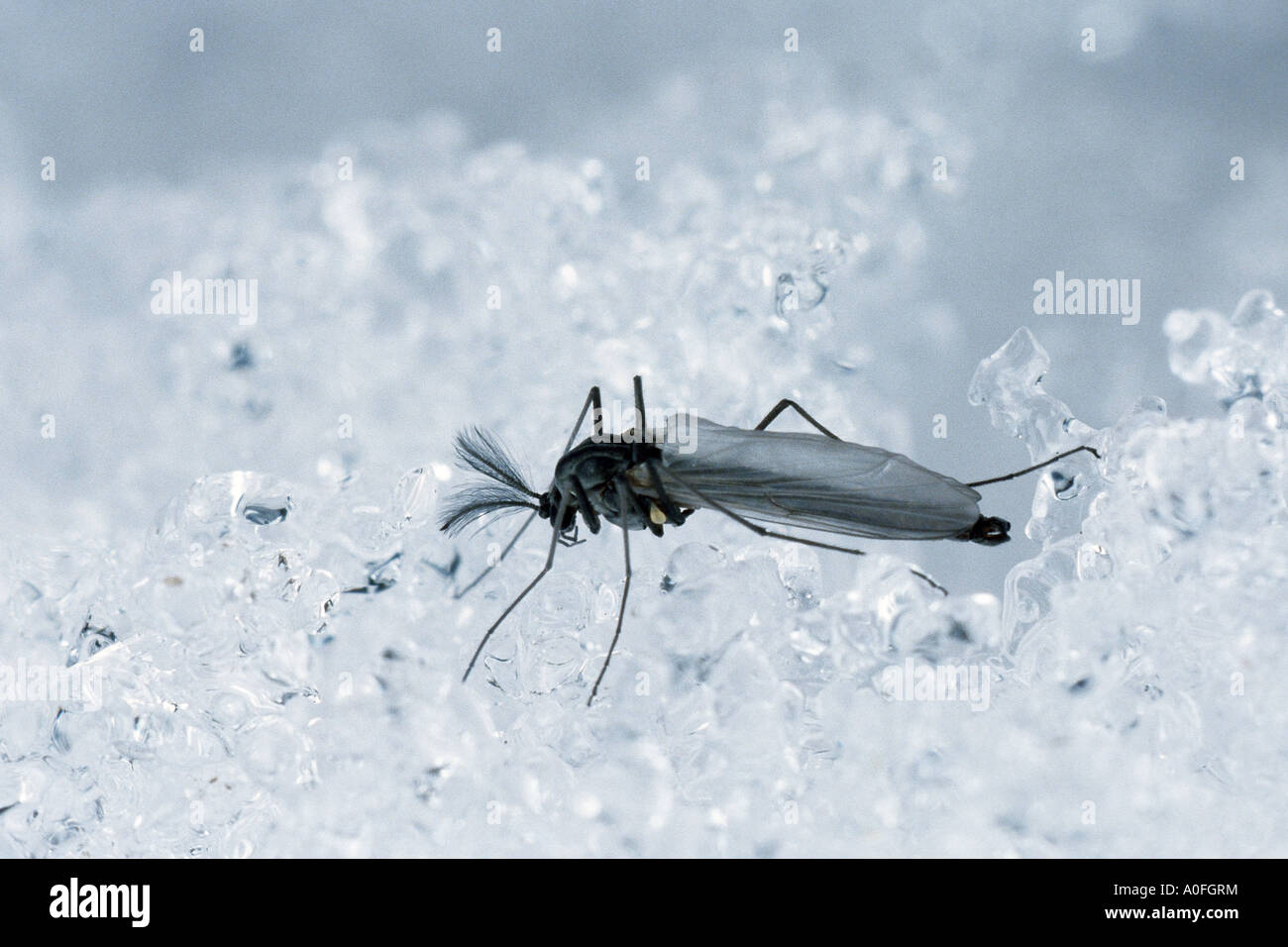 Gnat, hiver tipule hivernale (Trichocera spec.), imago sur la neige Banque D'Images