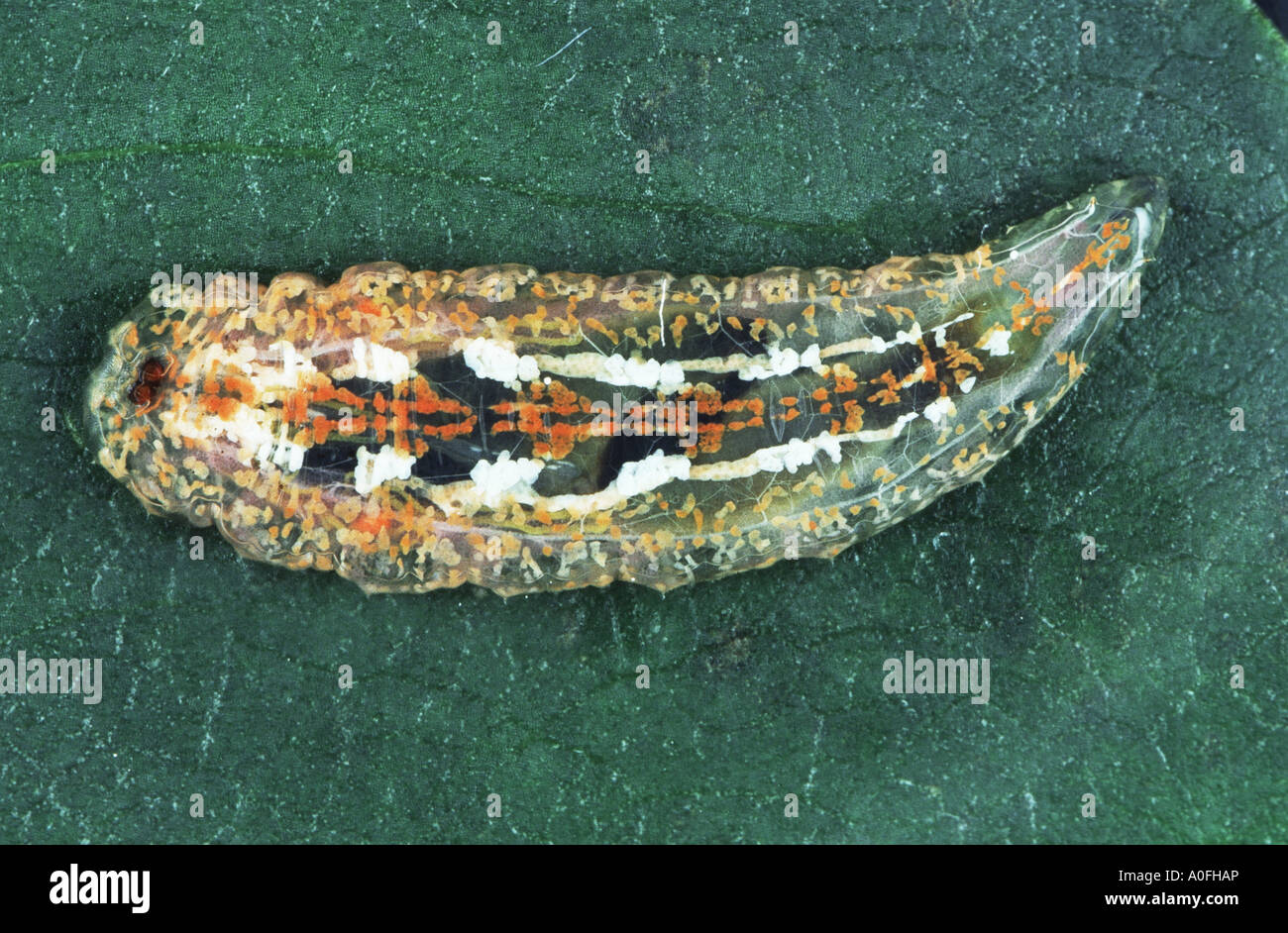 Hover fly (Syrphus vitripennis), Larve Banque D'Images