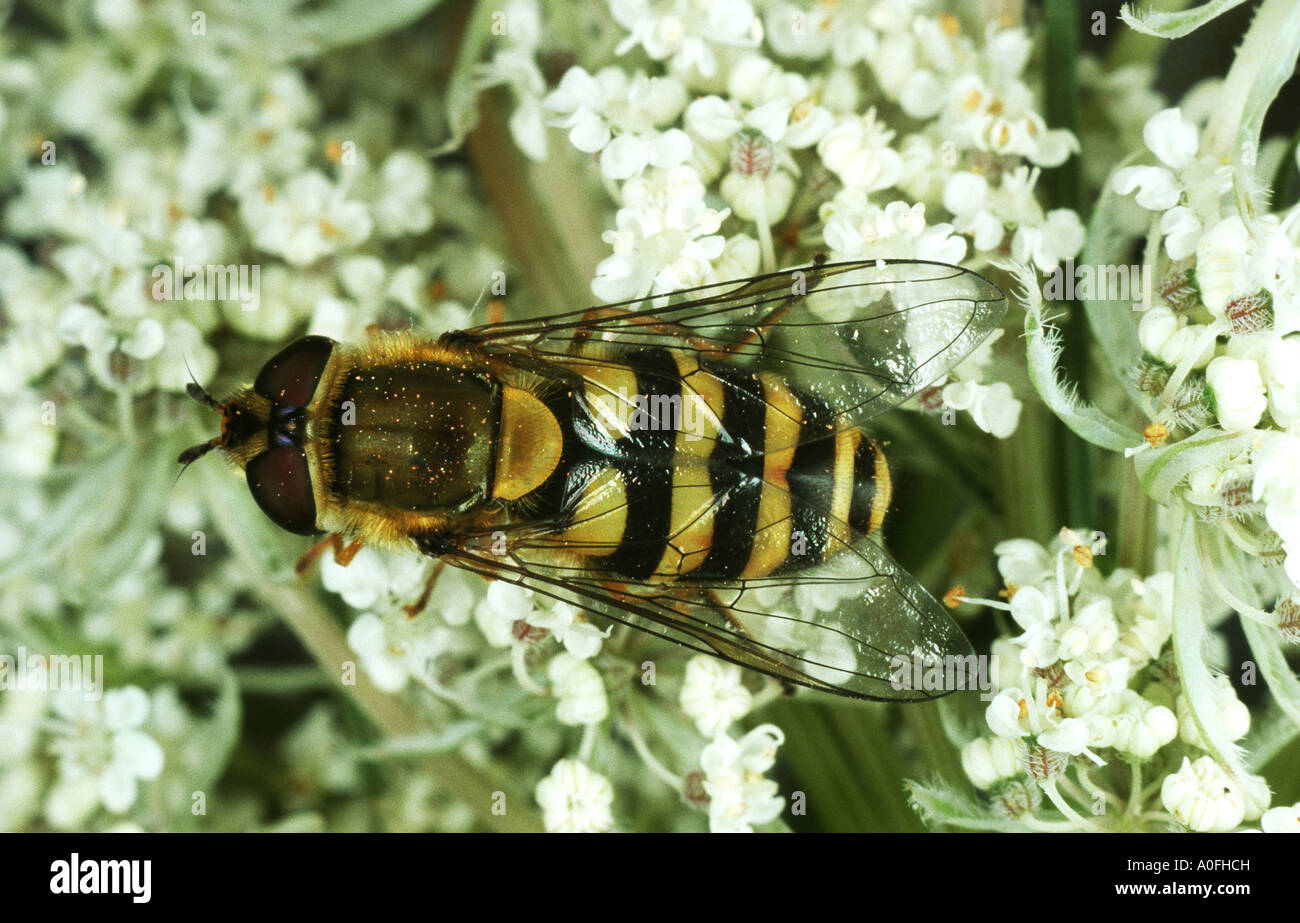 Hoverfly, planer, voler, syrphe Syrphus vitripennis (fleurs), assis sur une fleur blanche Banque D'Images