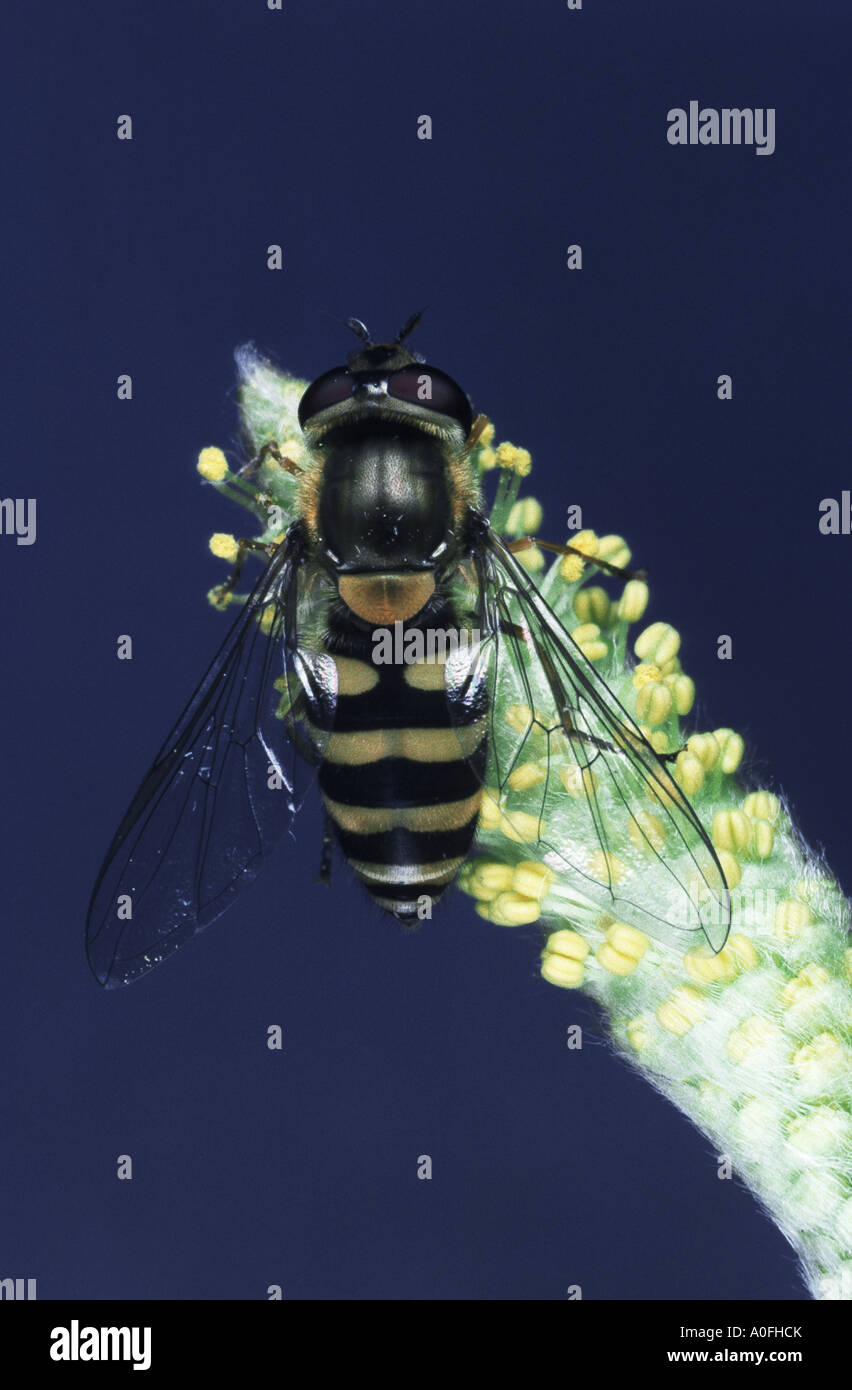 Hoverfly, planer, voler, syrphe Syrphus vitripennis (fleurs), assis sur une fleur Banque D'Images