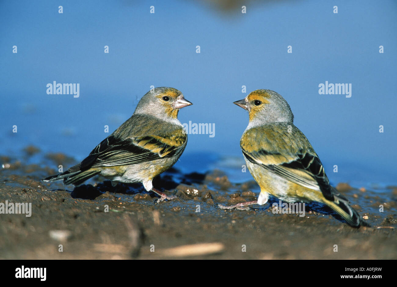 Venturon montagnard (Serinus citrinella), deux mâles, Espagne Banque D'Images
