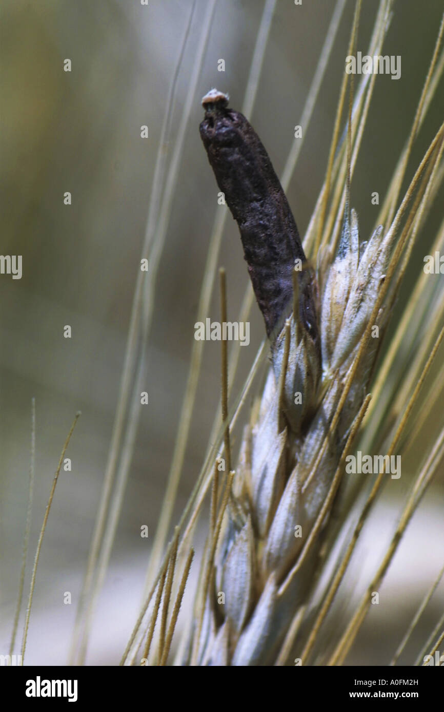 Le sang, l'ergot (Claviceps purpurea) racine, sur le seigle Banque D'Images Le sang, l'ergot (Claviceps purpurea) racine, sur le seigle Banque D'Images
