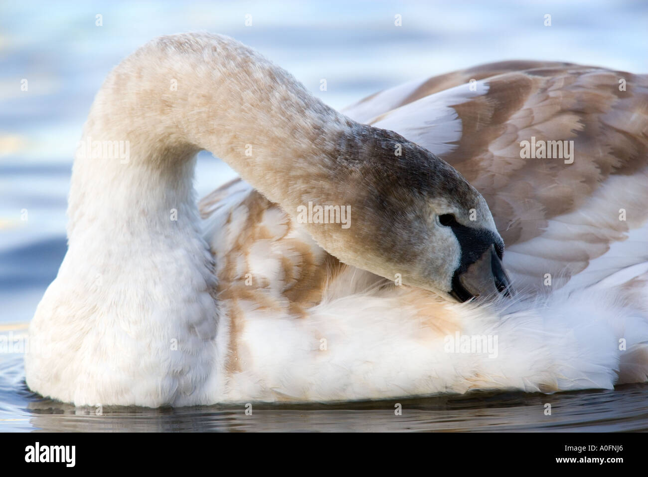 Cygne tuberculé Cygnus olor jeune oiseau au lissage welney Norfolk Banque D'Images