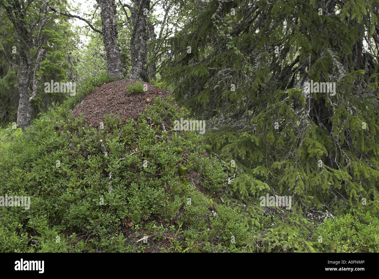 Fourmi (Formica rufa), ant hill Banque D'Images