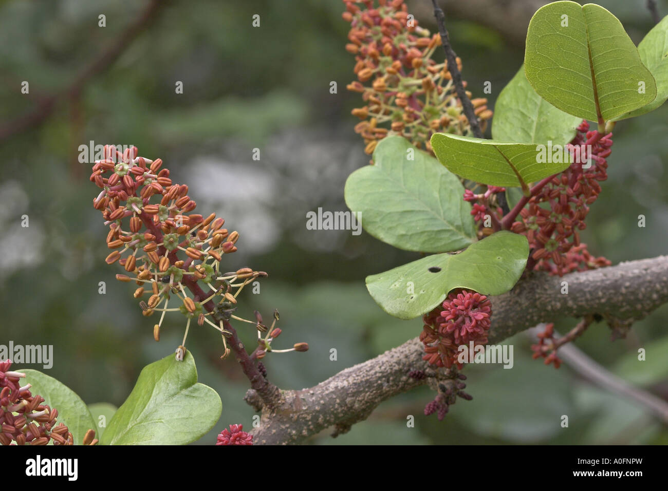 Caroube, St. John's pain (Ceratonia siliqua), inflorescences, homme arbre Banque D'Images