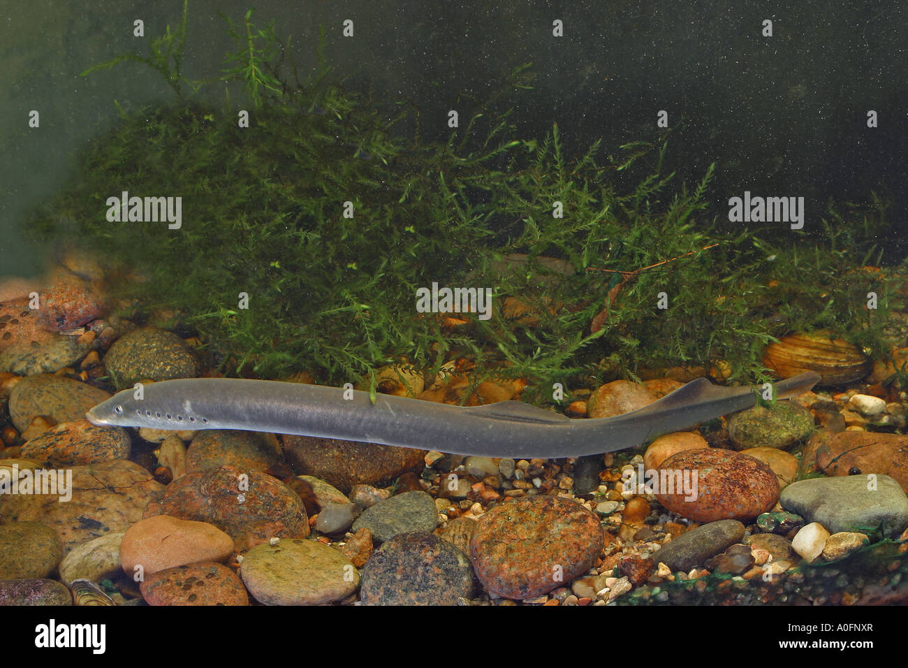 La lamproie de rivière, lampern, lamproie fluviatile (Lampetra fluvialis), side view Banque D'Images