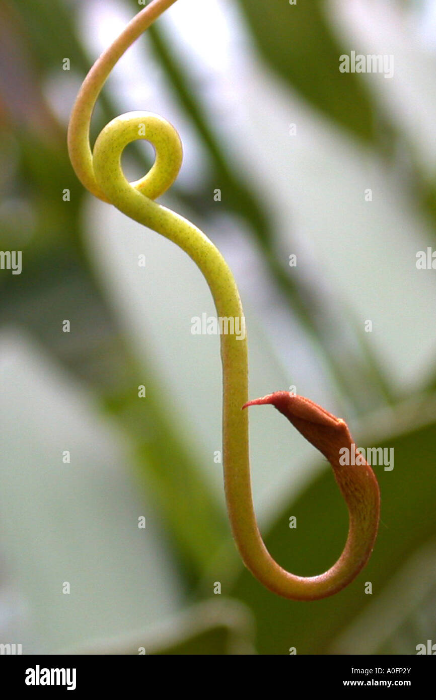 La sarracénie pourpre (Nepenthes gracilis), le développement d'une cruche, série photo 1/4 Banque D'Images