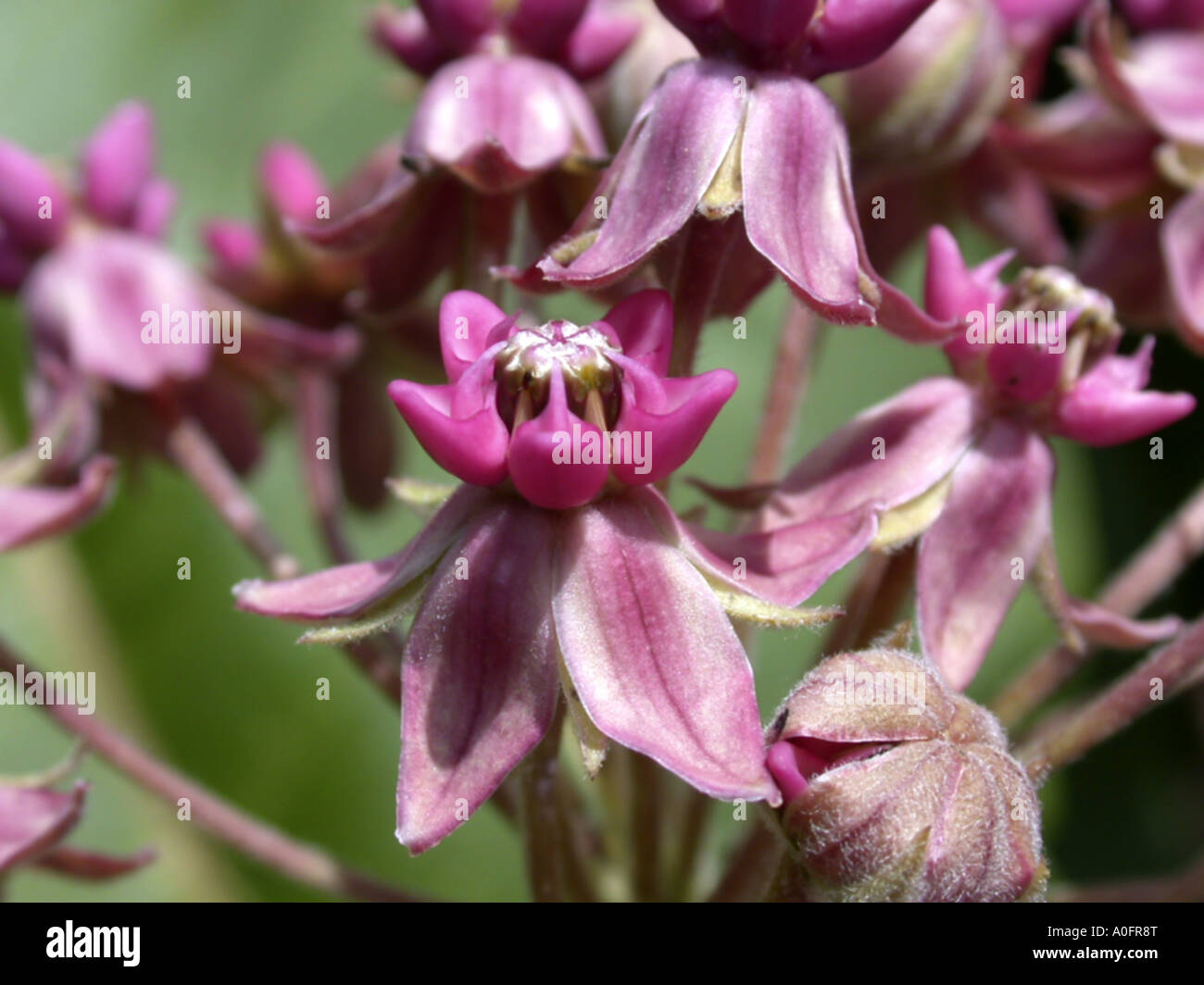 L'asclépiade commune, violet silkweed (Asclepias syriaca), fleurs Banque D'Images