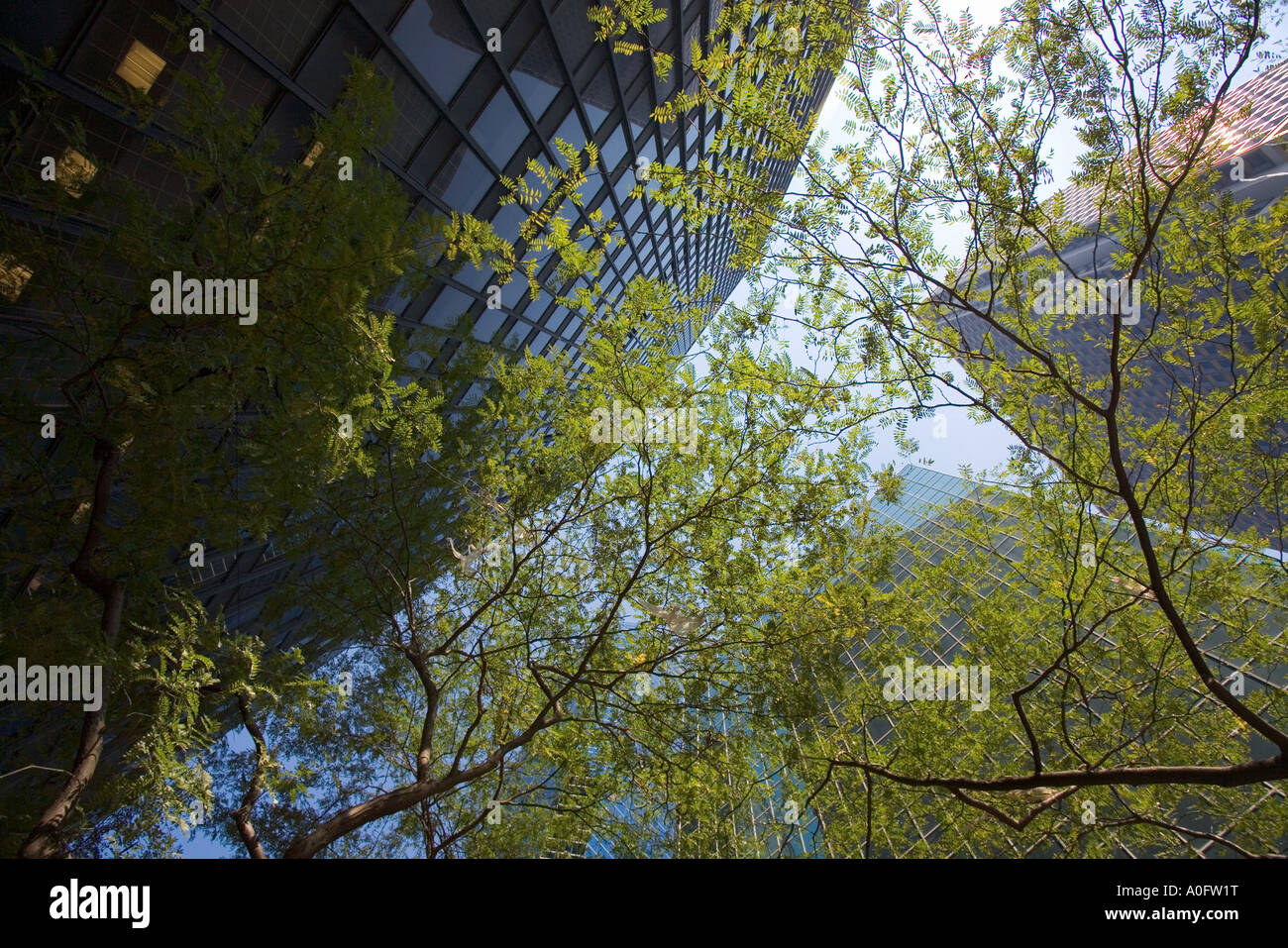 Bâtiments gratte-ciel de Wall Street à partir de ci-dessous avec des arbres Banque D'Images