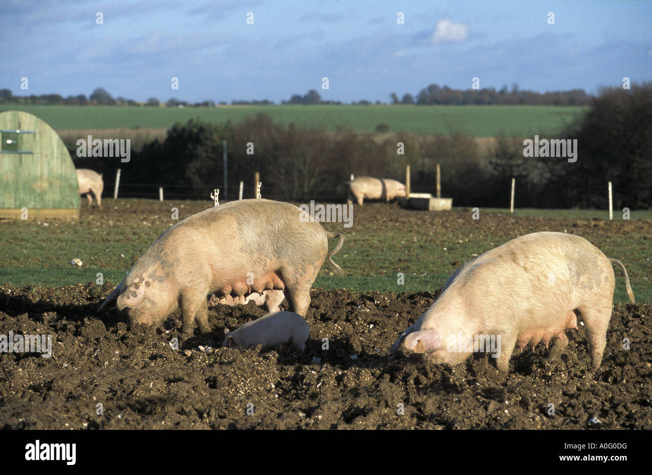 Gamme de porcs biologiques à Sheepdrove Organic Farm dans le comté de Berkshire en Angleterre Banque D'Images