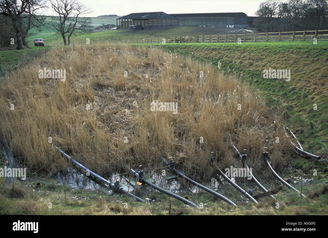 Système de filtration des eaux usées roselière Sheepdrove Organic Farm Comté Angleterre Banque D'Images