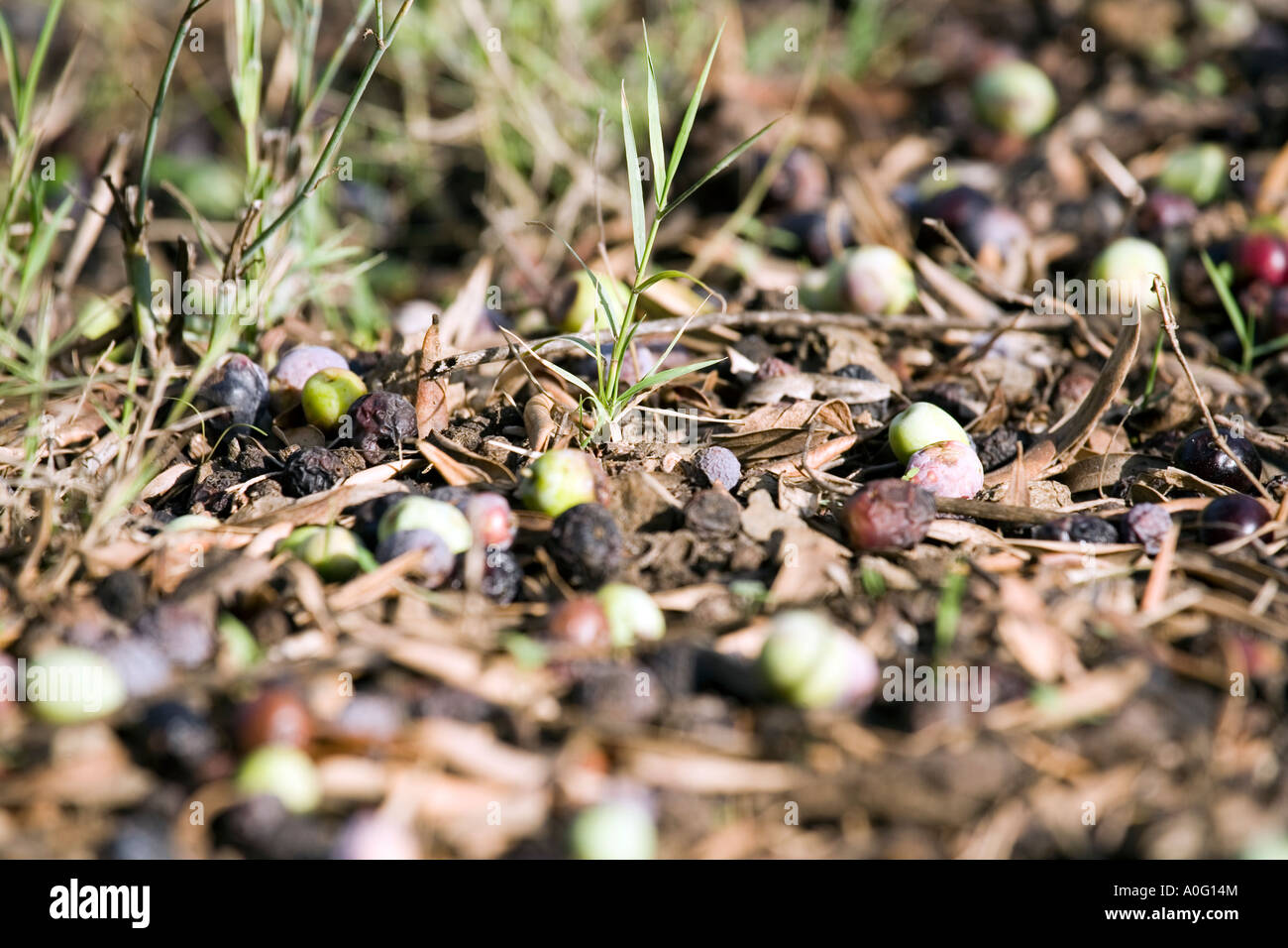 Les olives tombées au sol les olives tombées au sol d'aubaine herbe automne automne oliveraie horticulture Agriculture Agriculture Banque D'Images