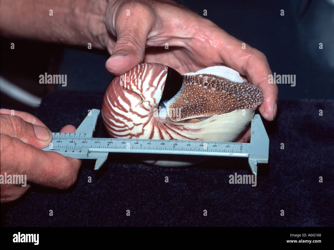 Les mesures scientifiques prises sur un coin Nautilus Nautilus pompilius Trek reef Coral Sea Australie Banque D'Images