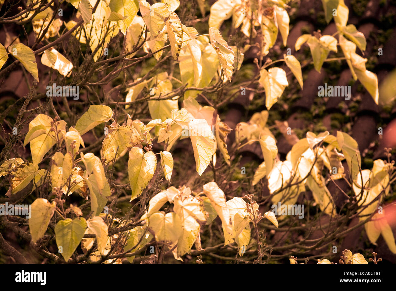 Les feuilles d'automne feuille d'automne les feuilles tombent Jack Cox Banque D'Images