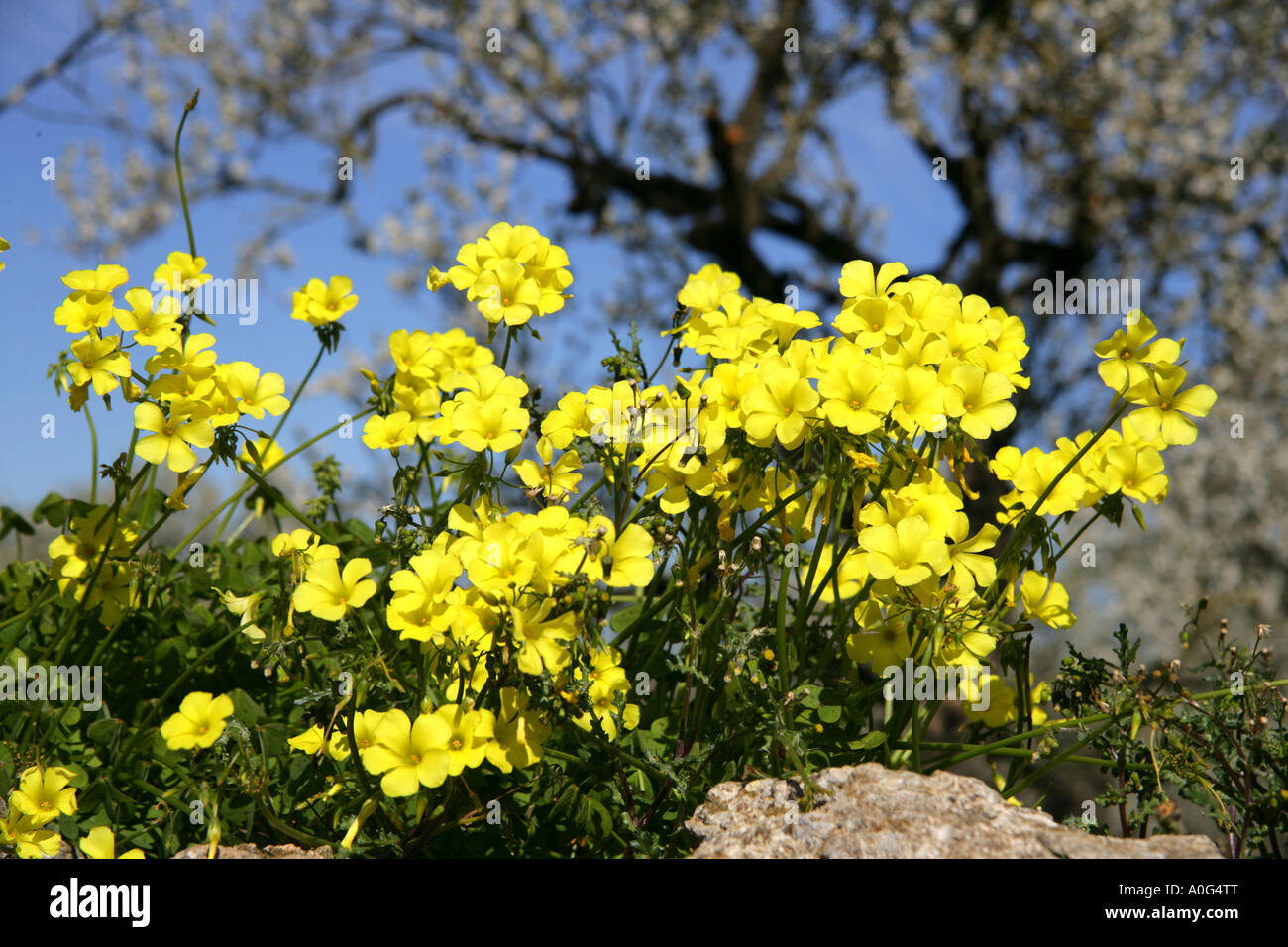 Fleurs jaune Fleur d'amandier Printemps Majorque Espagne Photo Stock - Alamy