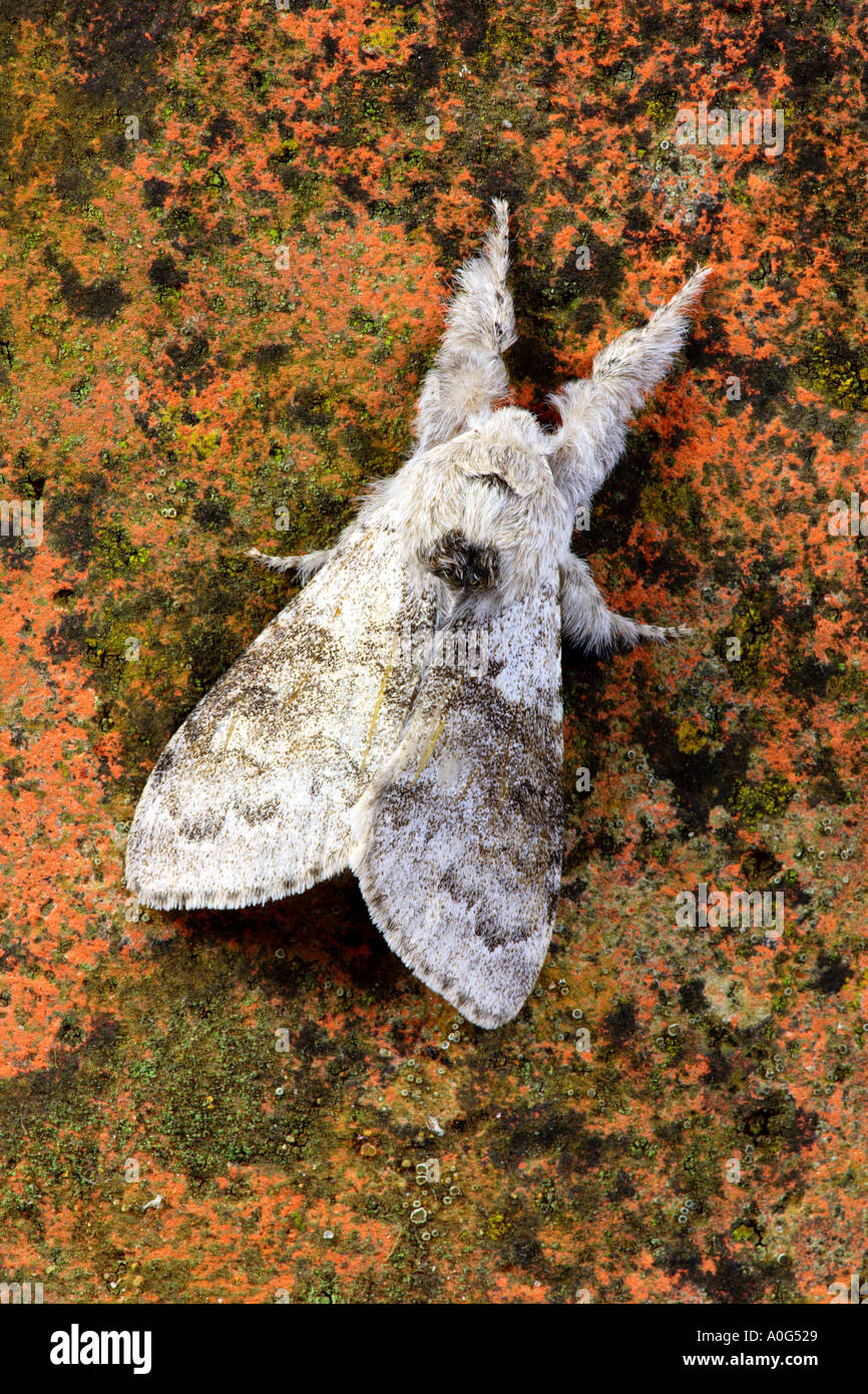 (Calliteara pudibunda Tussock pâle) au repos sur la tuile d'argile recouvert de potton lichin bedfordshire Banque D'Images