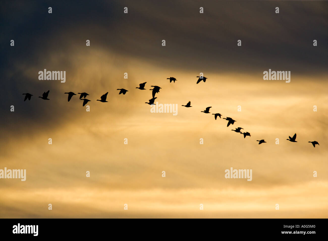 Oies rieuses (Anser albifrons) silhouetté contre le ciel du soir avec de belles whispy cloud forma Lady Anns dur Holkham Norfolk Banque D'Images