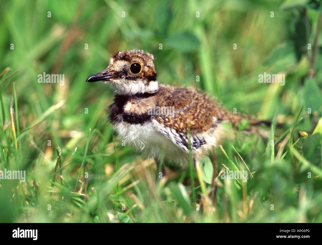 Les juvéniles de Killdeer Banque D'Images