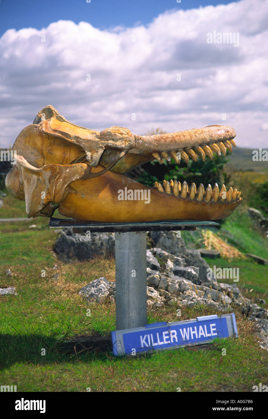 Un crâne de cachalots affiché à des fins de conservation sur une propriété dans les îles Falkland Banque D'Images