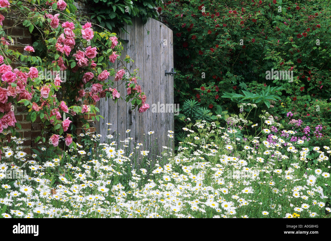 Porte du jardin d'escalade en bois rustique marguerites roses rose Hall Elsing fleur fleurs jardin jardins gates Banque D'Images