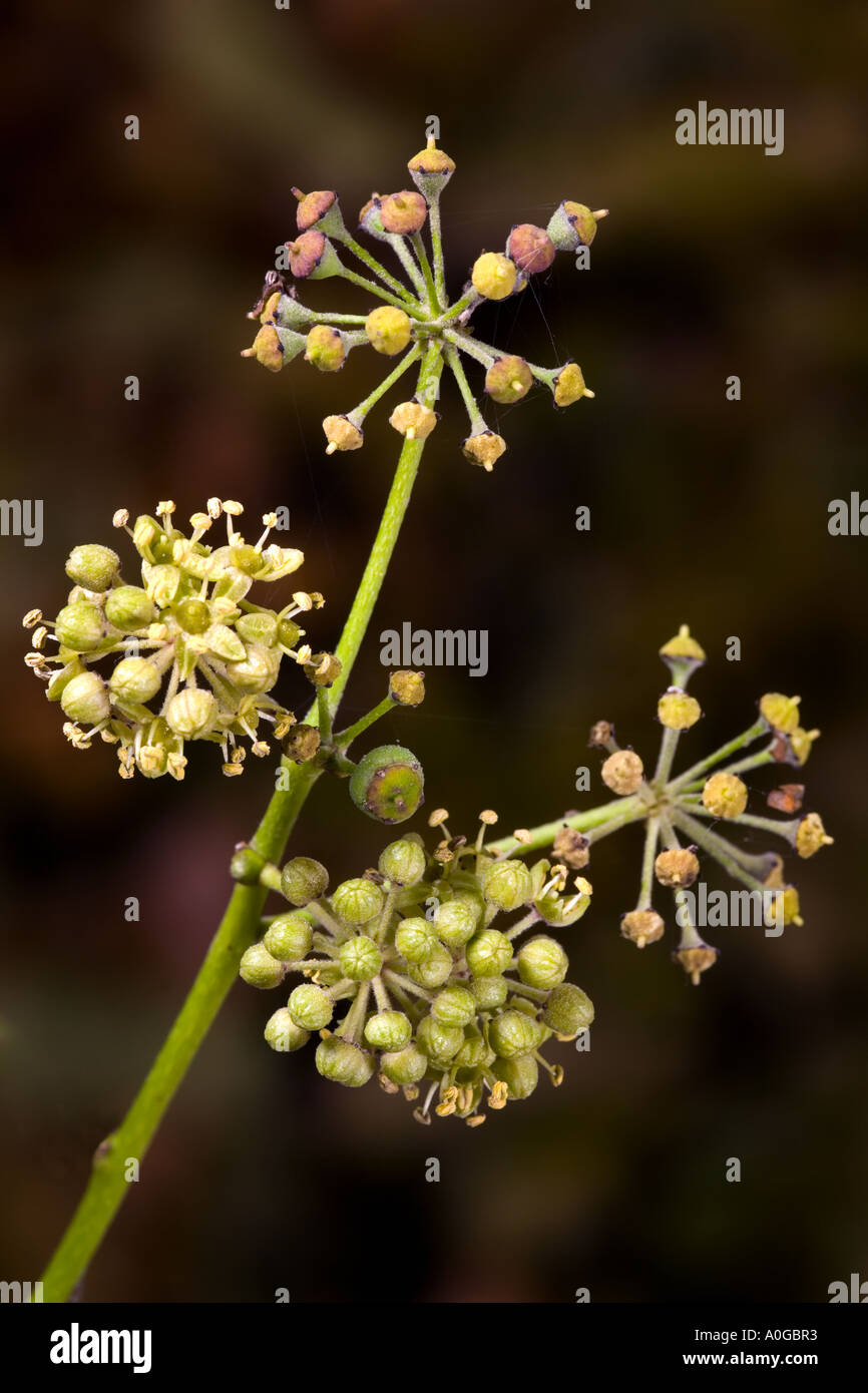 Fleurs de lierre Hedera semences contre nice et l'arrière-plan foncé désamorcer bedfordshire potton Banque D'Images