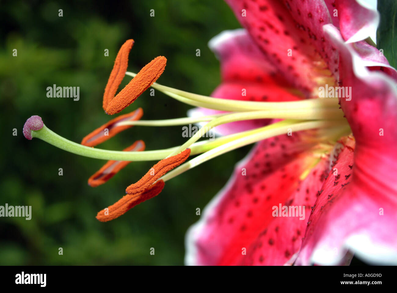 Lys hybride oriental avec parfum fort et de grandes fleurs Banque D'Images