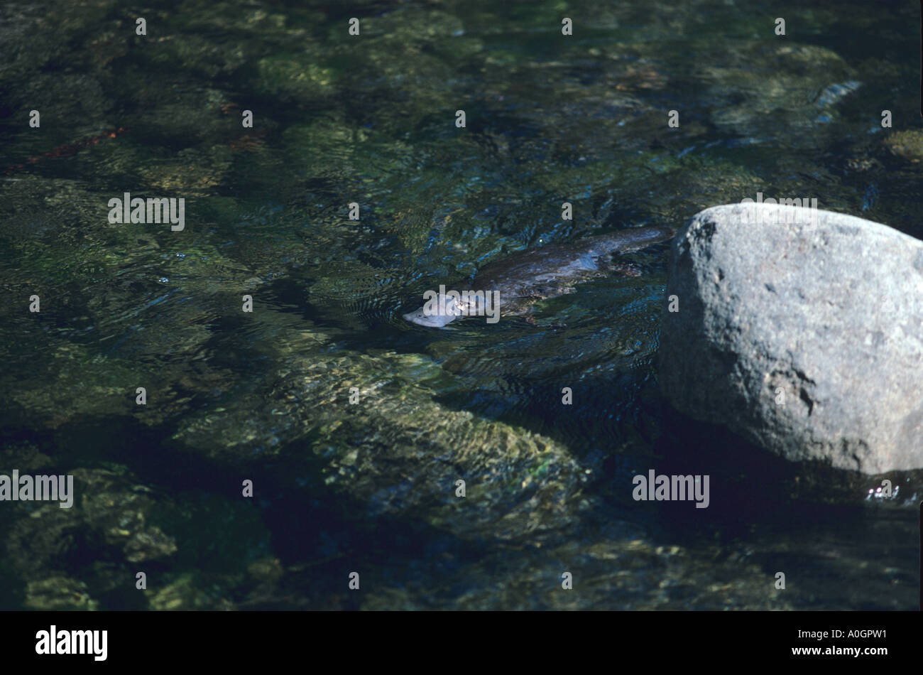 La Tasmanie Australie PLATYPUS NATATION Banque D'Images