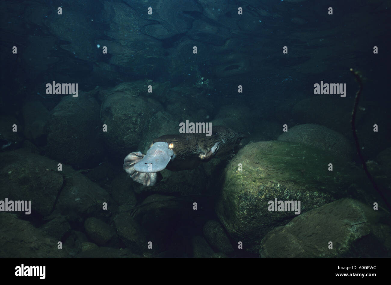 La Tasmanie Australie PLATYPUS NATATION Banque D'Images