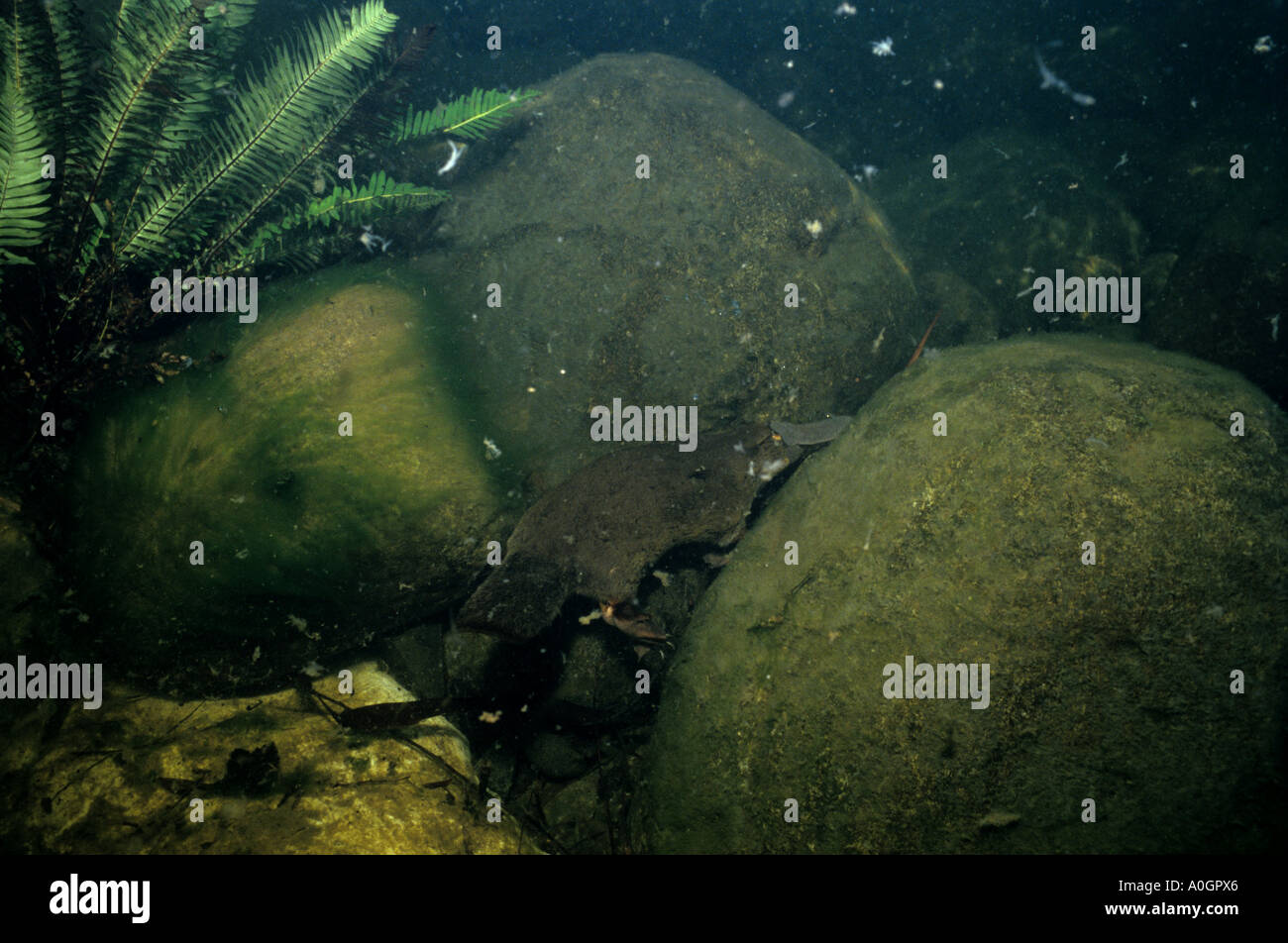 La Tasmanie Australie PLATYPUS NATATION Banque D'Images