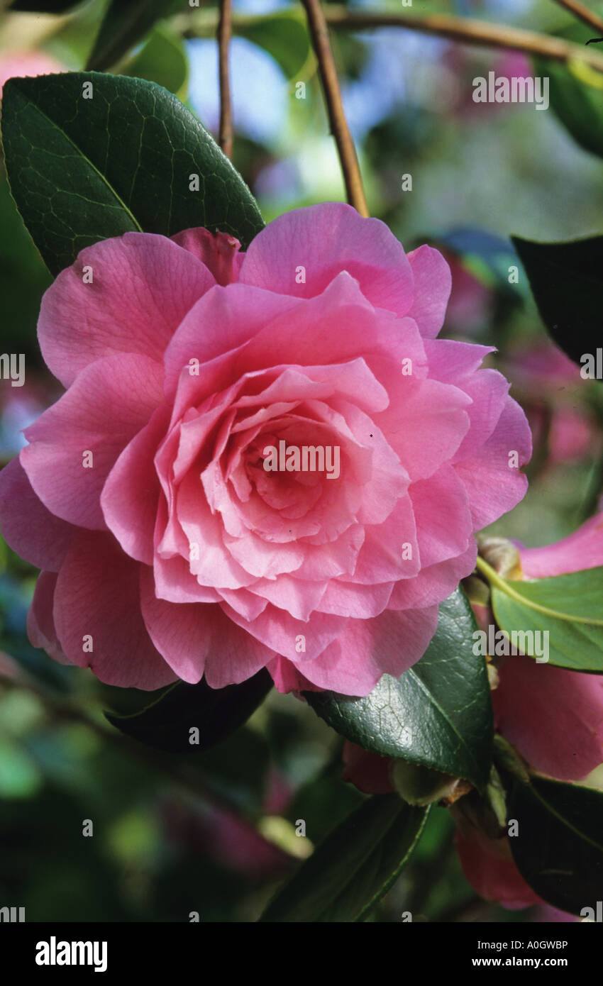 Camellia x williamsii Bassin aux nymphéas Banque D'Images