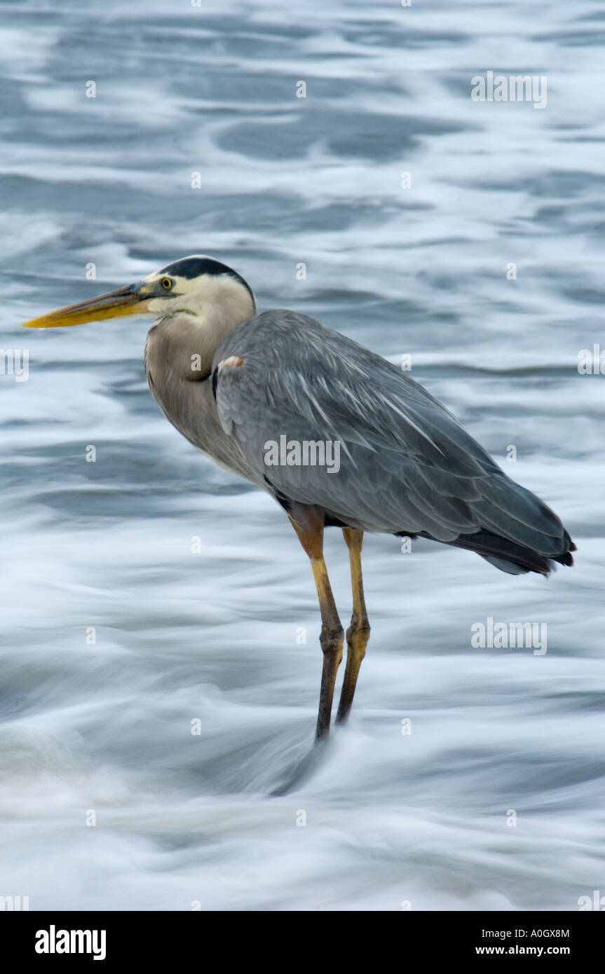 Grand Héron (Ardea herodias), Galapagos Équateur Banque D'Images