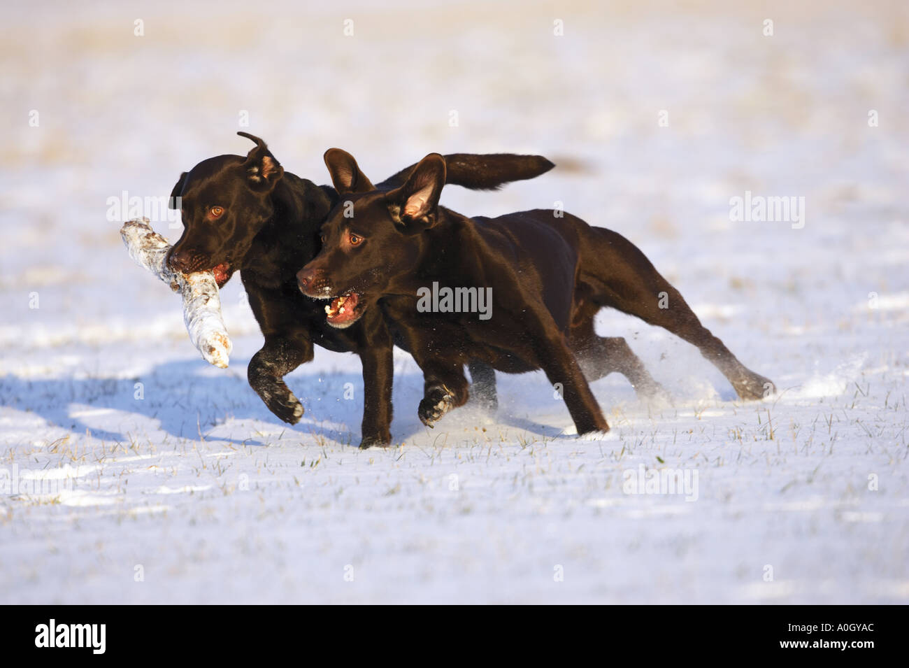Deux Labrador Retriever dog in snow Banque D'Images