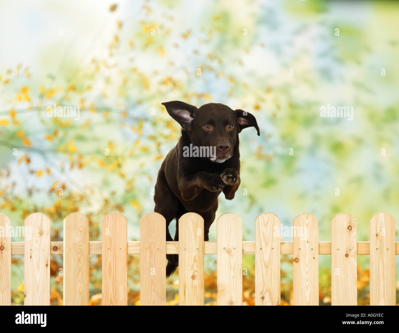 dogs jumping over fences