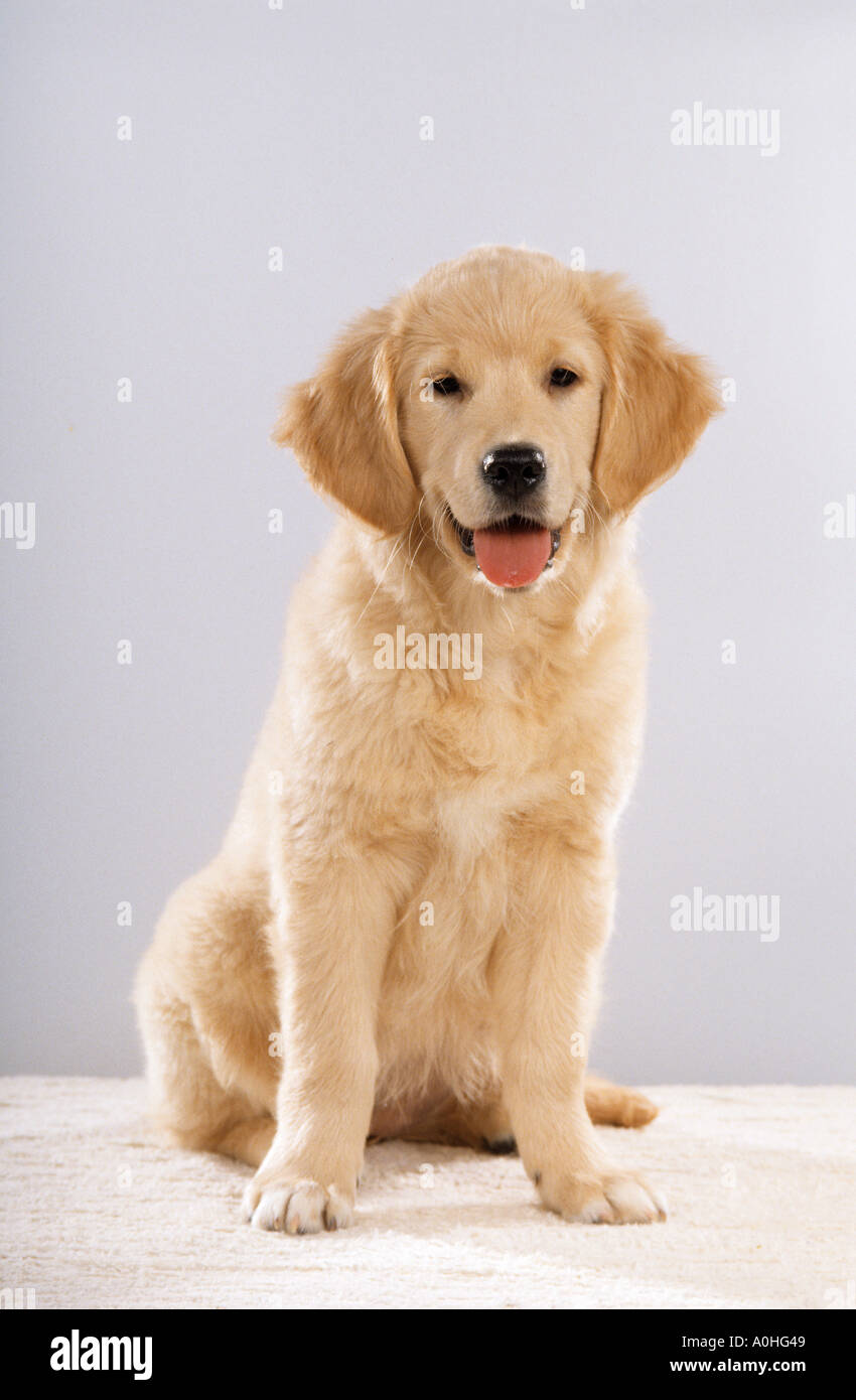 Golden Retriever dog - chiot assis Banque D'Images