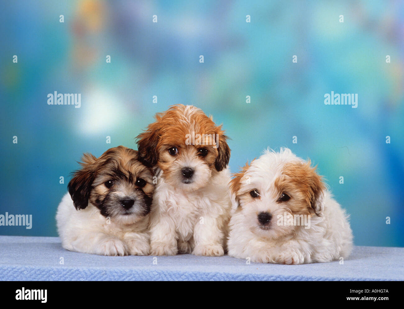 Trois Coton de Tuléar - chiens chiots Banque D'Images